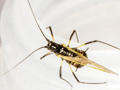 Pterocomma salicis